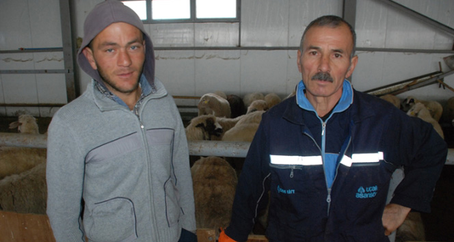 Tokat'a ithal çoban