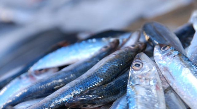 Hamsi fiyatları artacak