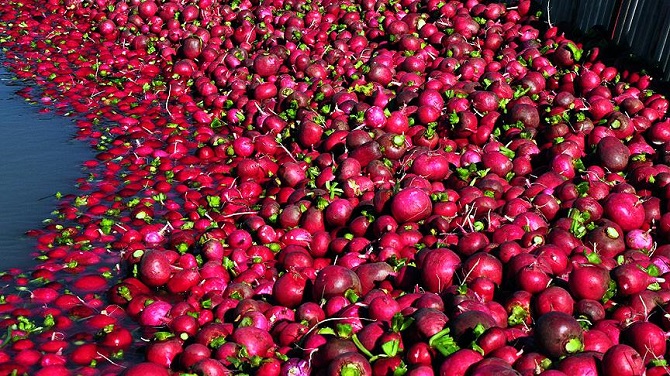 Turp diyarında' hasat başladı