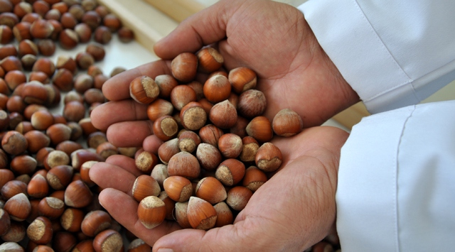 Türkiye'nin fındık ihracatı arttı