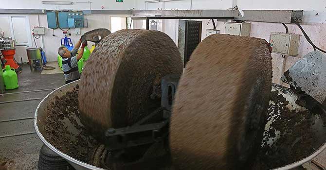 Zeytinyağının değerini atadan kalma yöntemlerle artırıyorlar