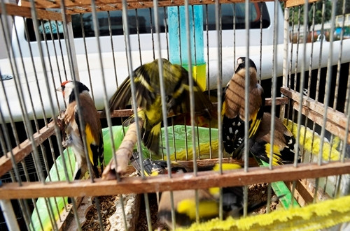 Sakarya'da "Kuş pazarı"na yoğun ilgi