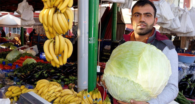 13 kiloluk dev lahana