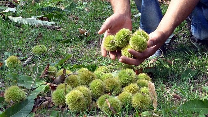 Kar yağışı kestane üreticisine umut oldu