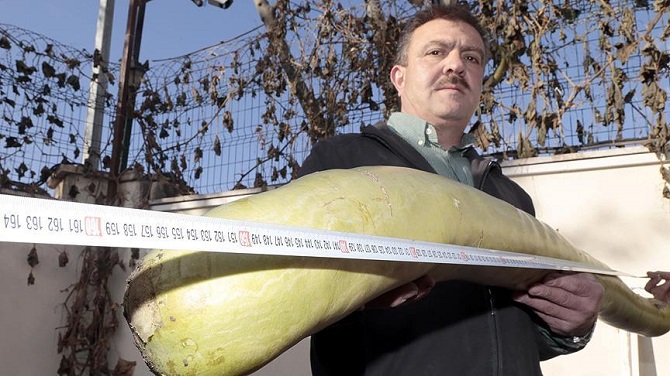 İnsan boyunda'kabak yetiştirdi