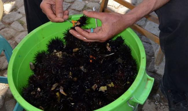 Kilosu 2 bin dolara yurt dışına satılıyor