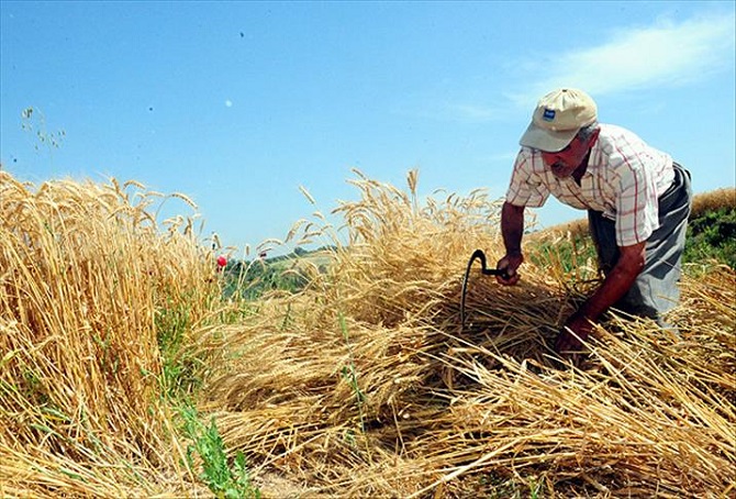 Buğdayda 30 milyon ton üretim hayal değil