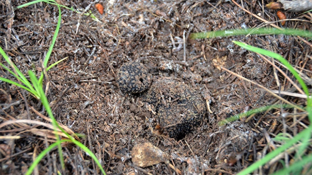 Trüf mantarını eğitilmiş köpeklerle topluyor