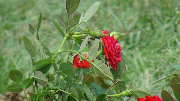 Gül şehri 1 milyon gülle donatılacak