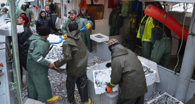 Hamsi, balıkçıları sevindirdi