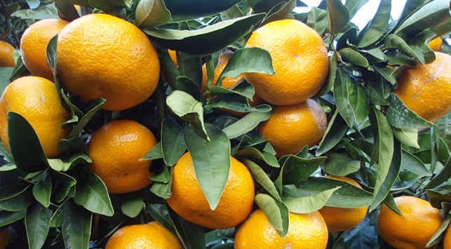 Narenciye ihracatçısının alternatif pazar beklentisi
