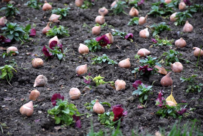 İstanbul'un hediyesi laleler, Belgrad'ı süsleyecek