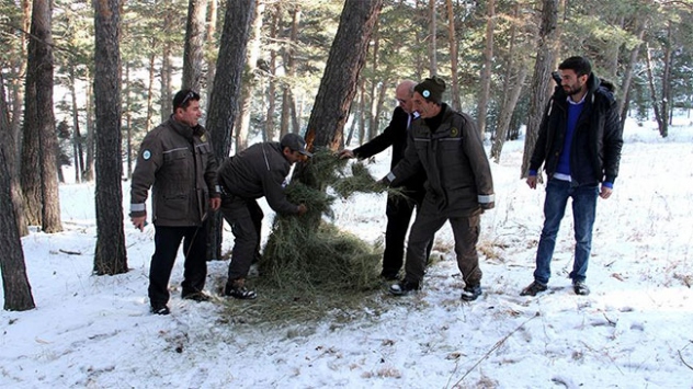 Yaban hayatı için doğaya yem bırakıldı