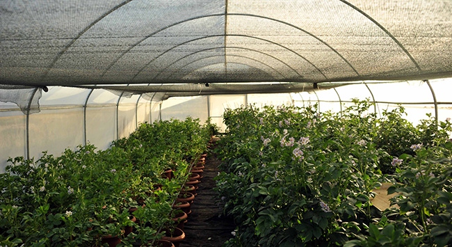 Seracılar pazar kaygısı taşımıyor