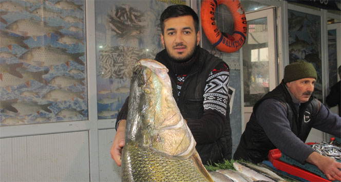 Elazığ'da dev turna balığı yakalandı