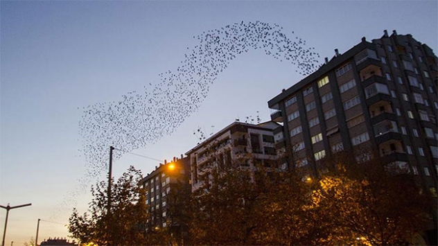 Sığırcık kuşu sürüsünden görsel şölen