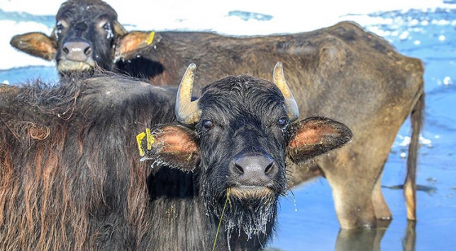 Zorlu kış şartlarında hayvanlara taze ot buluyorlar