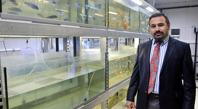 'Akvaryum balığı üretimi, dışa bağımlılığı azaltacak