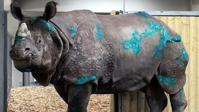 Türkiye'nin ilk ve tek gergedanı Samir bakıma alındı