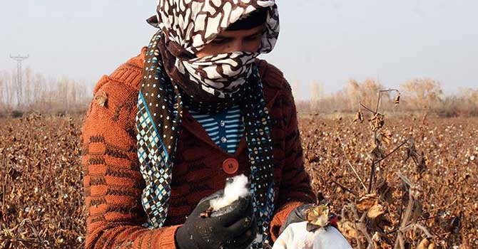 Iğdır'da kış ortasında pamuk hasadı