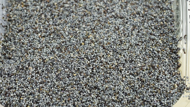 Haşhaş kış aylarında vücudu zırh gibi koruyor