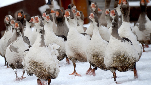 Kars kazları sofralar için hazırlanıyor