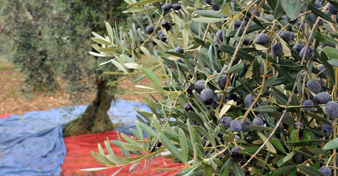 Zeytin dikme seferberliği meyvesini veriyor