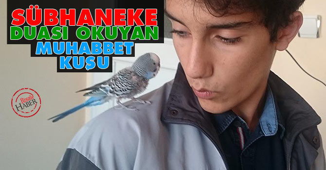 Sübhaneke duası okuyan muhabbet kuşu
