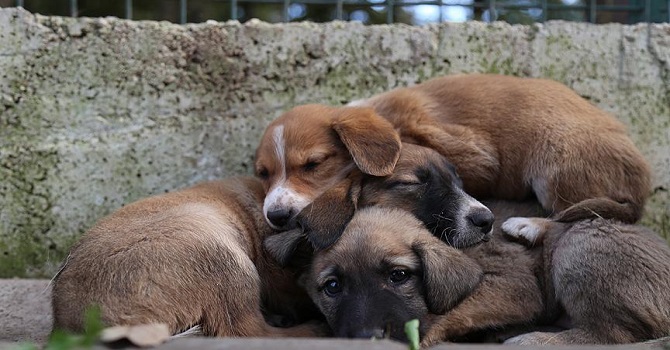 Hayvan hakkı ihlali "suç" sayılacak