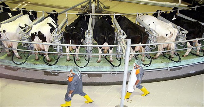 Süt üretimi artış gösterdi