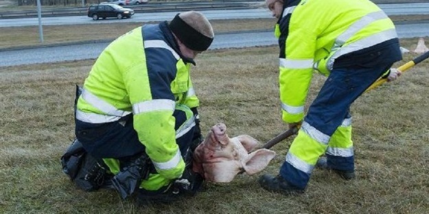 İsveç’te cami arazisine domuz kafaları bırakıldı