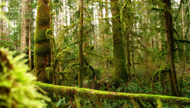 25 milyon yıllık kuş fosili bulundu