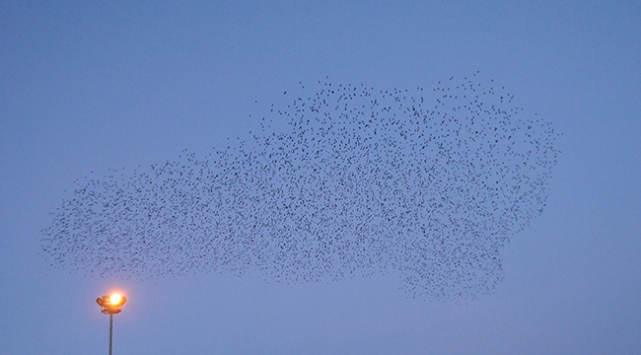 Sığırcıkların gökyüzündeki görsel şöleni