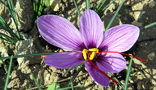 Profesörden üreticilere safran çağrısı