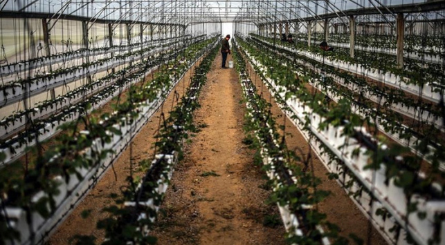 Gazze'de ilk defa çilek yetiştiren çiftçi oldu