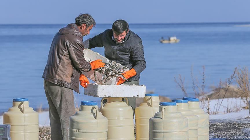 Van Gölü'nde inci kefali bereketi