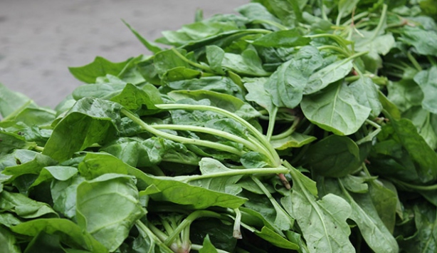 Ispanak'ta hasat zamanı