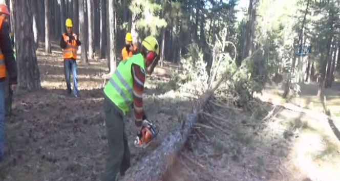 Ormanlar işte böyle gençleştiriliyor