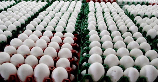 Yumurta satışında yeni dönem başlıyor