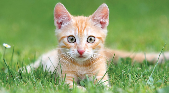 Hayvanı işkenceyle öldürene hapis cezası yolda