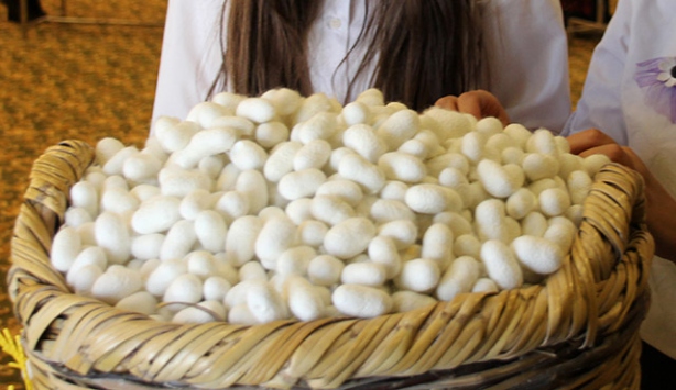 İpek böceği yetiştiriciliğine valilik desteği