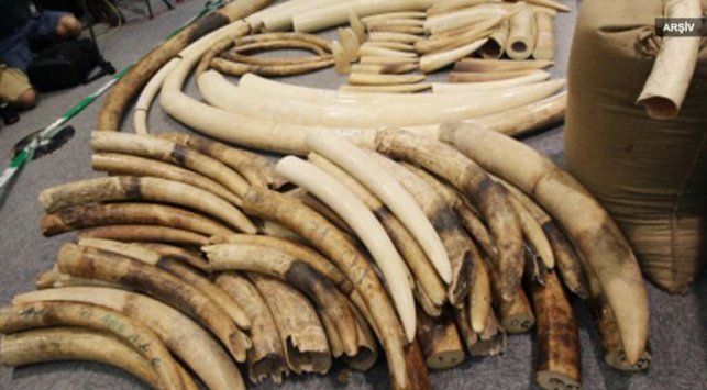 Vietnam'da 2 tondan fazla fildişi yakalandı
