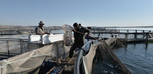 Bozkır kenti Şanlıurfa'da balıkçılık gelişiyor