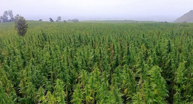 Sudan'da 61 bin kök hint keneviri imha edildi