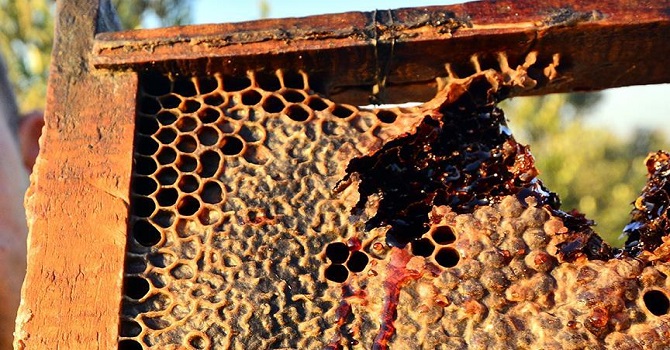 Osmaniye'de bir kovandan 'kırmızı bal' çıktı