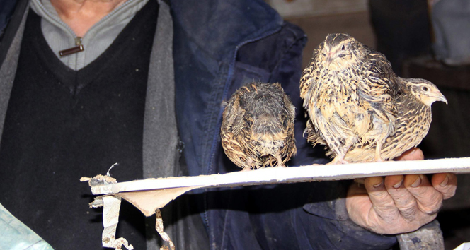 Bıldırcın yumurtası yok satıyor