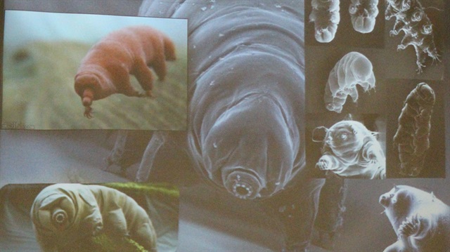 350 derece fırında ölmeyen böcek