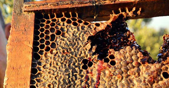 Dünya kan ağlıyor kovandan 'kırmızı bal' çıkmış çok mu