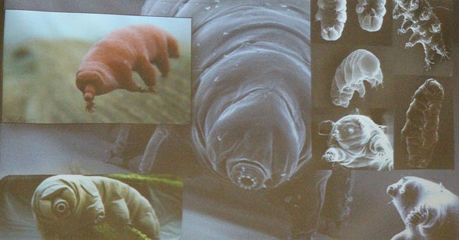 350 derece fırında ölmeyen böcek