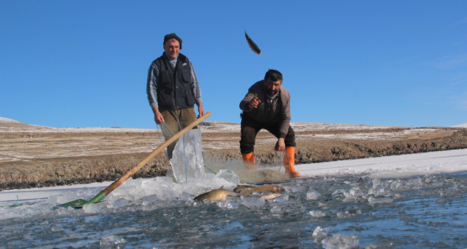 Çıldır Gölü'nde ilk ağlar çekildi